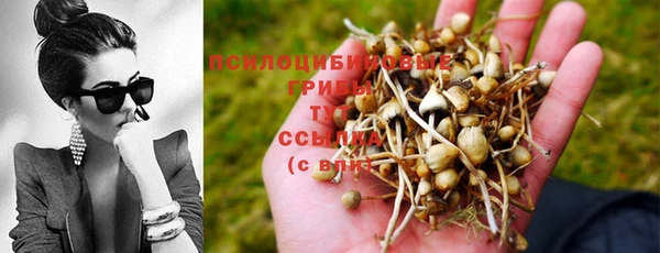 ешки Аркадак